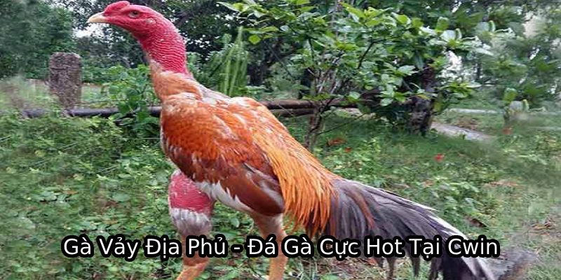 Gà Vảy Địa Phủ - Đá Gà Cực Hot Tại Cwin