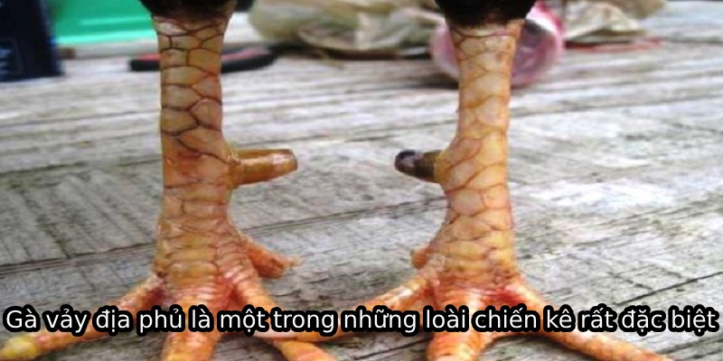 Gà vảy địa phủ là một trong những loài chiến kê rất đặc biệt