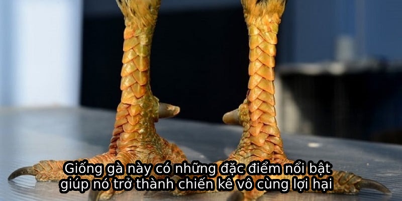 Giống gà này có những đặc điểm nổi bật giúp nó trở thành chiến kê vô cùng lợi hại