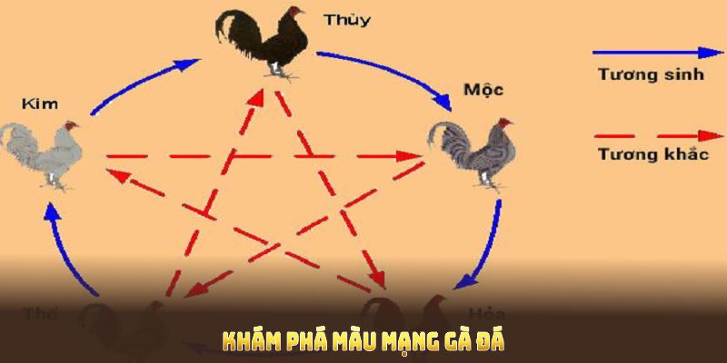 Khám phá màu mạng gà đá để xác định đặc điểm, lợi thế của chiến kê