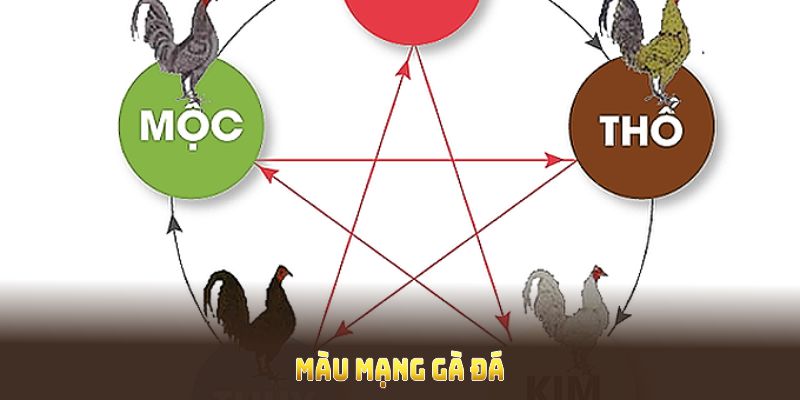 Màu Mạng Gà Đá Và Những Bí Quyết Nhận Biết Quan Trọng