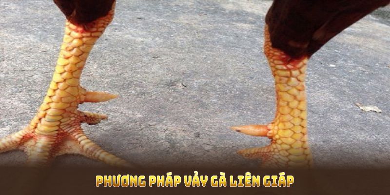 Phương pháp vảy gà liên giáp giúp người chơi phân tích khả năng thi đấu của gà chọi